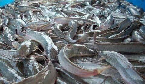 Fish