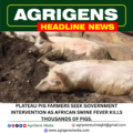 PLATEAU PIG FARMERS SEEK GOVERNMENT INTERVENTION AS AFRICAN SWINE FEVER KILLS THOUSANDS OF PIGS.
